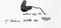 Puccinia calthae image